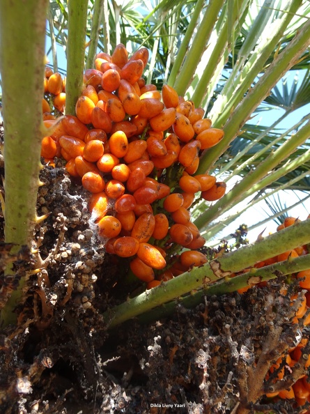 Chamaerops